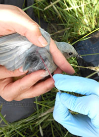 Drawing blood from female Mountain Bluebird
