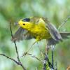 BIRD BOMBS: Spring into Warblers
