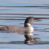 BIRD BOMBS: Looking At Loons