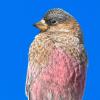 BIRD BOMBS: Mountain Finches