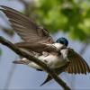 BIRD BOMBS: Spring Swallows