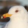 BIRD BOMBS: I Wish They All Could Be California Gulls