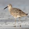 BIRD BOMBS: Spring Shorebird Salute