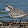 BIRD BOMBS: Colorado Plovers 