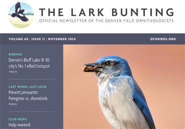 The Lark Bunting