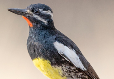 Birding the Denver Area
